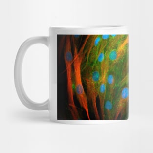 Adipose stem cells, light micrograph (C010/3069) Mug